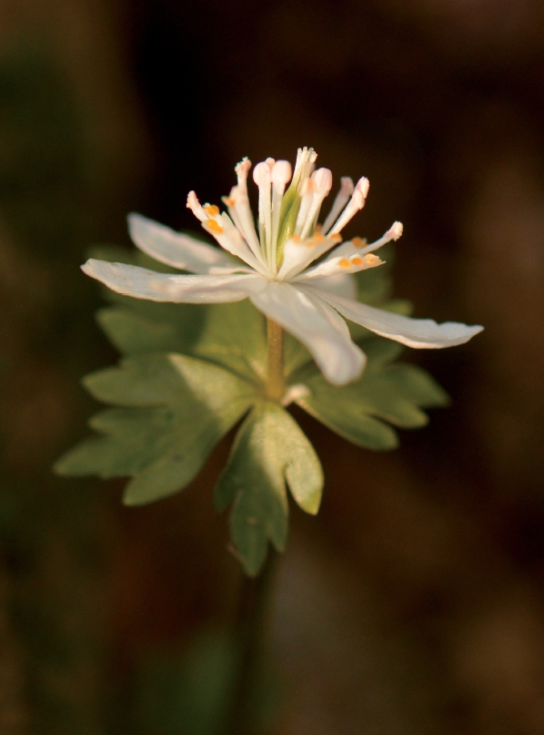 세이버링으로 음미한 숲은 맛있다